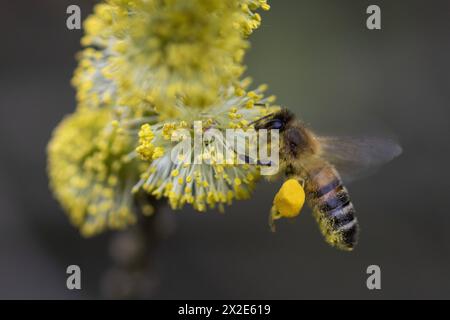 Eine Honigbiene sammelt Bluetenpollen an einer Weide im Naturschutzgebiet Hohe Ward dans Muenster, 08.04.2024. Muenster Deutschland *** A Honeybee colle Banque D'Images