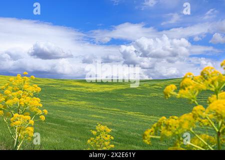 Paysage printanier avec des collines verdoyantes dominées par des nuages dans les Pouilles, Italie, Banque D'Images