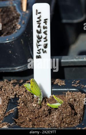 Courge butternut 'Sweetmax' F1., Cucurbita moschata. Premières pousses apparaissant dans le plateau de graines. Banque D'Images