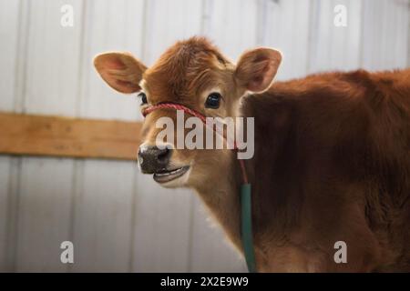 Portrait d'une vache brune souriante, rayonnant de joie dans le Wisconsin Banque D'Images
