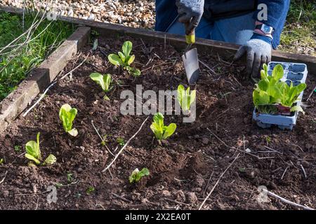 Femme plantant de la laitue, Lactuca sativa, 'Cut and Come Again' dans son potager ou son allotissement. Banque D'Images