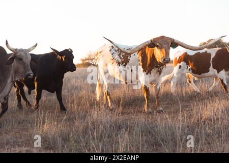 Longhorn vache dans le champ avec d'autres vaches Banque D'Images