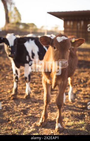 Cute Red Baby Calf Cow à Sunshinee Banque D'Images