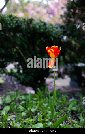 Tulipe rouge et orange dans un jardin Banque D'Images