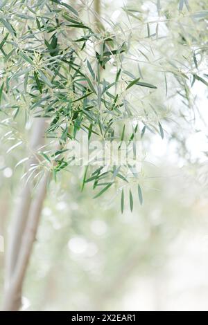 La lumière douce filtre à travers les branches d'olivier chuchotées Banque D'Images