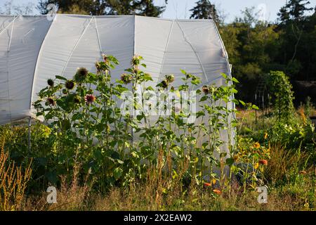 Tournesols et un tunnel haut sur une ferme Banque D'Images