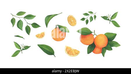 Set aquarelle illustration mandarine avec feuille. Clipart pour invitations, cartes-cadeaux, conception de mariage, autocollant, motif, tissu et impression. Un aquar Banque D'Images