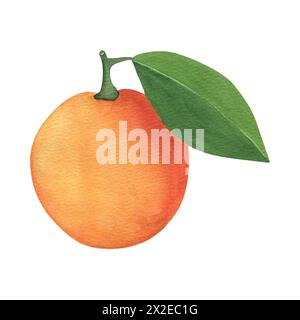 Mandarine aquarelle avec feuille. Pour invitations, cartes-cadeaux, conception de mariage, autocollant, motif, tissu et impression. Un élément aquarelle unique sur un Banque D'Images