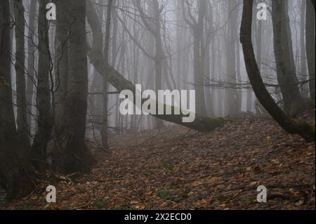 Parc national de Bieszczady dans le sud de la Pologne. Les hêtres sont engloutis par le brouillard dans la forêt du parc national de Bieszczady dans le district administratif de Lutowiska du comté de Bieszczady, en Pologne, le 21 avril 2024. Le parc national de Bieszczady est le troisième plus grand parc national de Pologne, situé dans la voïvodie sous-carpathique dans le sud-est du pays. En 2021, le parc national est devenu un site du patrimoine mondial de l'UNESCO en tant qu'extension des forêts de hêtres antiques et primitives des Carpates et d'autres régions d'Europe. Ustrzyki Gorne Lutowiska Pologne Copyright : xAleksanderxKal Banque D'Images