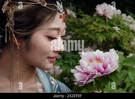 (240422) -- LUOYANG, 22 avril 2024 (Xinhua) -- Un touriste en tenue traditionnelle chinoise profite des fleurs de pivoine au jardin national de fleurs de Chine à Luoyang, dans la province du Henan en Chine centrale, le 16 avril 2024. Capitale impériale pendant 13 dynasties, Luoyang prétend avoir les meilleures pivoines du pays. Ces dernières années, Luoyang a activement exploré la culture liée aux fleurs de pivoine, encourageant le développement de la porcelaine sur le thème de pivoine, la peinture et de nombreuses autres activités caractéristiques contenant des éléments de pivoine. Cela permet aux touristes de profiter à la fois des fleurs et de l'ambiance de cet ancien capit Banque D'Images