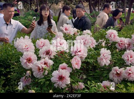 (240422) -- LUOYANG, 22 avril 2024 (Xinhua) -- les touristes prennent des photos de pivoines dans un jardin botanique de Luoyang, province du Henan, au centre de la Chine, le 17 avril 2024. Capitale impériale pendant 13 dynasties, Luoyang prétend avoir les meilleures pivoines du pays. Ces dernières années, Luoyang a activement exploré la culture liée aux fleurs de pivoine, encourageant le développement de la porcelaine sur le thème de pivoine, la peinture et de nombreuses autres activités caractéristiques contenant des éléments de pivoine. Cela permet aux touristes de profiter à la fois des fleurs et de l'ambiance de cette ancienne capitale. (Xinhua/Li an) Banque D'Images