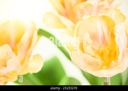 Tulipes jaunes douces doubles sur fond blanc. Bouquet de tulipes printanières isolé. Tulipes en gros plan. Banque D'Images
