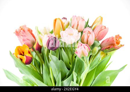 Élégant bouquet de printemps mélangé de couleur pastel sur fond blanc. Tulipes printanières. Bouquet de tulipes. Banque D'Images