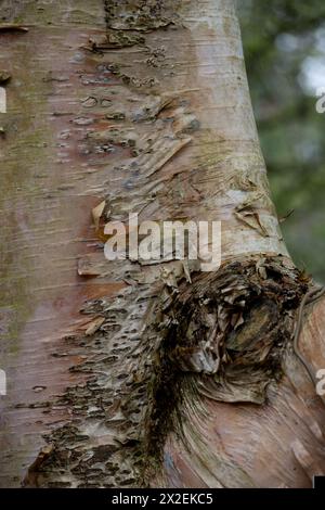 Betula utilis var. Écorce d'utilis (bouleau de l'Himalaya). Banque D'Images