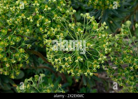 Euphorbia characias 'Portuguese Velvet' Banque D'Images