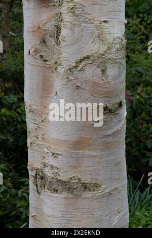 Betula utilis var. Écorce de jacquemontii (bouleau de l'Himalaya). Banque D'Images