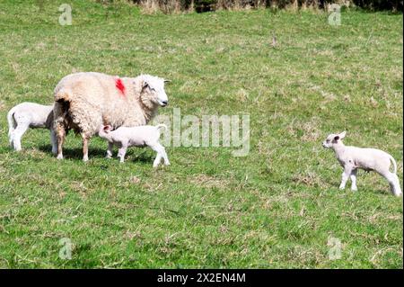 Mouton avec trois agneaux de printemps sur Rickney Marsh, East Sussex, Angleterre - agneaux des marais Banque D'Images