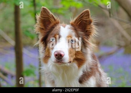 Un merle border collie tri rouge dans un bois rempli de fleurs bleues de bluebells. Banque D'Images