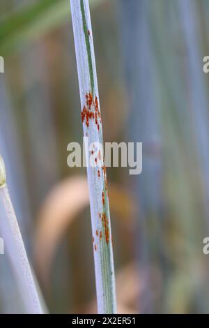 Rouille de la tige noire infection à Puccinia graminis sur tige céréalière. Banque D'Images