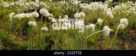 Botanique, herbe à ours (xerophyllum tenax), pousse à l'état sauvage, Oregon, États-Unis, ADDITIONAL-RIGHTS-CLEARANCE-INFO-NOT-AVAILABLE Banque D'Images