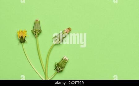 Pissenlit fané avec tige sur un fond vert, vue de dessus. Composition minimaliste Banque D'Images