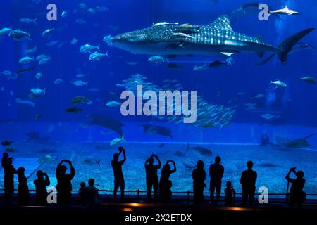 Requin-baleine (Rhincodon typus) dans l'Aquarium Churaumi d'Okinawa, Motobu, Okinawa, Japon Banque D'Images