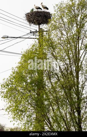 Szephalom, Hongrie. 31 mars 2024. Deux cigognes blanches (Ciconia ciconia) sont représentées sur un nid au-dessus d'un poteau télégraphique. Les villages de toute la Hongrie célèbrent l'arrivée des cigognes - qui ont une importance culturelle énorme en Hongrie - de leurs lieux d'hivernage en Afrique au début de chaque printemps. Ce nid particulier a été construit en 2002. Crédit : Mark Kerrison/Alamy Live News Banque D'Images