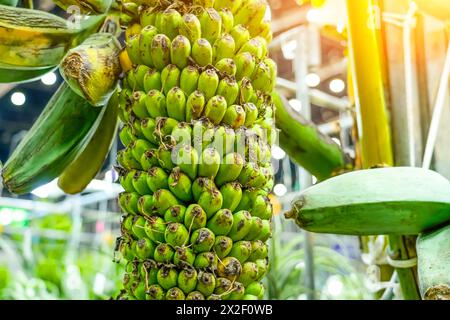 Divers fruits de la variété hybride de palmier bananier viennent dans différentes formes, couleurs et tailles. Jaune, verte, panachée et mini bananes plantatio Banque D'Images