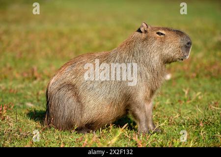 Zoologie, mammifère (mammalia), capibara ou capybara (Hydrochoerus hydrochaeris), Estancia El Socorro, ADDITIONAL-RIGHTS-LEARANCE-INFO-NOT-AVAILABLE Banque D'Images