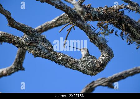 Zoologie, oiseaux (Aves), émeraude à ventre scintillant (Chlorostilbon lucidus) dans son nid, animal femelle, SUPPLÉMENT-DROITS-AUTORISATION-INFO-NOT-AVAILABLE Banque D'Images