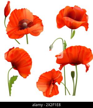 Coquelicots réalistes. fleur de champ de pétales rouges de pétales de coquelicot 3d, fleurs sauvages fleuries de papavier en fleurs, plante d'herbe macro poppi, illustration vectorielle exacte de pétales de fleurs rouges Illustration de Vecteur