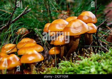 Un amas de champignons photographié dans les Ardennes, Belgique Banque D'Images