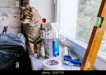 Un chat tabby curieux est assis sur un rebord de fenêtre à côté de divers outils de construction et matériaux dans un cadre de rénovation de maison. Banque D'Images