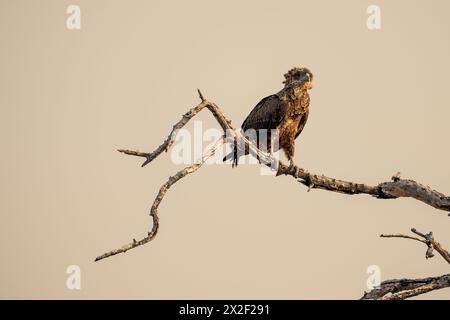 Bateleur (Terathopius ecaudatus) perçant sur une branche d'arbre.Photographié au Botswana. Banque D'Images