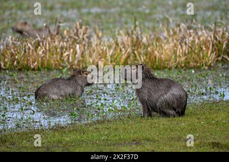 Zoologie, mammifère (mammalia), capibara ou capybara (Hydrochoerus hydrochaeris), Cambyretá, ADDITIONAL-RIGHTS-LEARANCE-INFO-NOT-AVAILABLE Banque D'Images