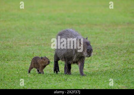 Zoologie, mammifère (mammalia), capibara ou capybara (Hydrochoerus hydrochaeris) avec progéniture, ADDITIONAL-RIGHTS-LEARANCE-INFO-NOT-AVAILABLE Banque D'Images