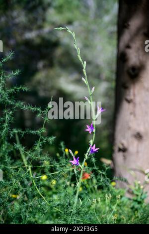 Campanula rapunculus, Rampion Bellflower, ورد الجرس photographié en basse Galilée, Israël en mars Campanula rapunculus, nom commun rampion Bellf Banque D'Images