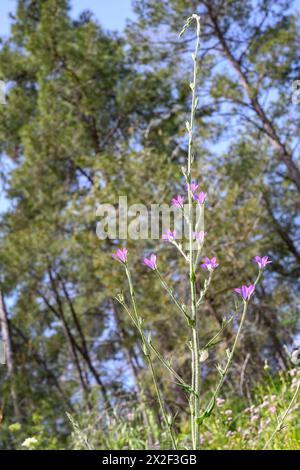 Campanula rapunculus, Rampion Bellflower, ورد الجرس photographié en basse Galilée, Israël en mars Campanula rapunculus, nom commun rampion Bellf Banque D'Images