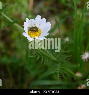 Insectes sur une fleur blanche et jaune d'Anthemis chia Anthemis est un genre de plantes aromatiques à fleurs de la famille des Asteraceae, étroitement apparentées à Chama Banque D'Images