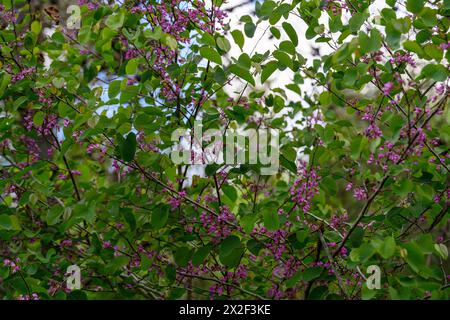 Gros plan des fleurs d'un arbre de Judas en fleurs Cercis siliquastrum photographié en basse Galilée, Israël en mars Banque D'Images