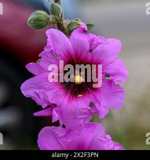 Gros plan sur les fleurs roses et les bourgeons du Hollyhock (Alcea setosa) خطميه photographié en basse Galilée, Israël en mars Banque D'Images