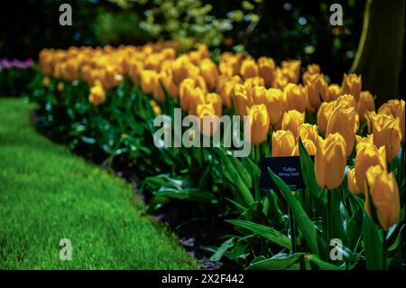 Lisse, pays-Bas. 21 avril 2024. Vue d'un groupe de tulipes jaunes. Keukenhof est également connu comme le jardin de l'Europe l'un des plus grands jardins de fleurs du monde et est situé à lisse.The Netherlands.pendant les presque huit semaines qu'il est ouvert, plus de 1,4 millions de personnes du monde entier visiteront l'exposition. En plus des millions de tulipes, jonquilles et jacinthes dans le parc, les spectacles de fleurs à l'intérieur des pavillons sont devenus plus grands et plus beaux. (Photo par Ana Fernandez/SOPA images/SIPA USA) crédit : SIPA USA/Alamy Live News Banque D'Images