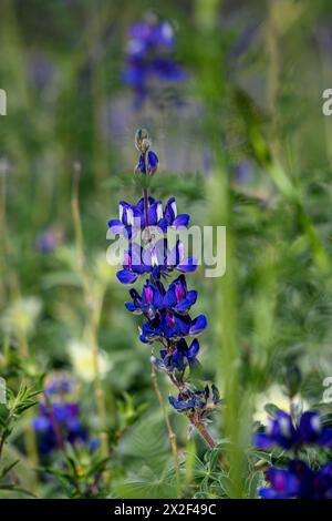 Lupin bleu (Lupinus pilosus) photographié en Israël en mars photographié en basse Galilée, Israël en mars Banque D'Images