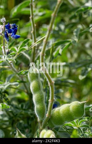 Gousse de graines de lupin bleu (Lupinus pilosus) photographiée en Israël en mars photographiée en basse Galilée, Israël en mars Banque D'Images