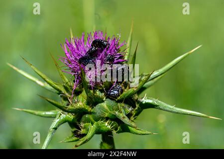 Silybum marianum Chardon de notre Dame, Chardon Saint, Chardon lait خرفيش الجمالPhotographed en basse Galilée, Israël en mars Silybum marianum est un s. Banque D'Images