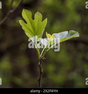 Ficus carica, feuille de figue et fruit immature non mûr photographié en basse Galilée, Israël en mars Banque D'Images