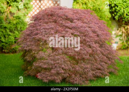 Feuillage rouge de l'érable japonais suintant Laceleaf (Acer palmatum) dans le jardin Banque D'Images