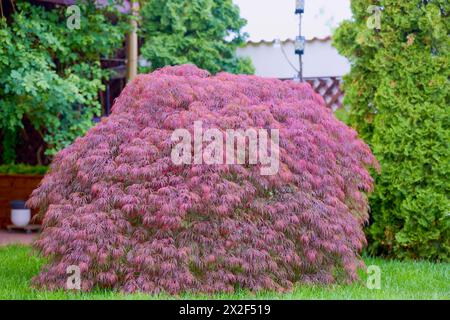 Feuillage rouge de l'érable japonais suintant Laceleaf (Acer palmatum) dans le jardin Banque D'Images