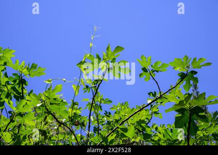 Ficus carica, feuille de figue et fruit immature non mûr photographié en basse Galilée, Israël en mars Banque D'Images