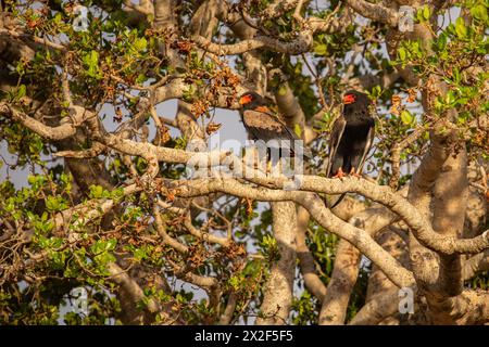 Bateleur (Terathopius ecaudatus) perçant sur une branche d'arbre.Photographié au Botswana. Banque D'Images